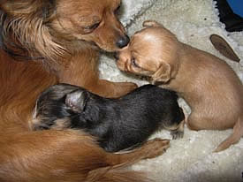 mamma